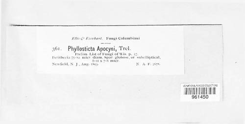 Phyllosticta apocyni image